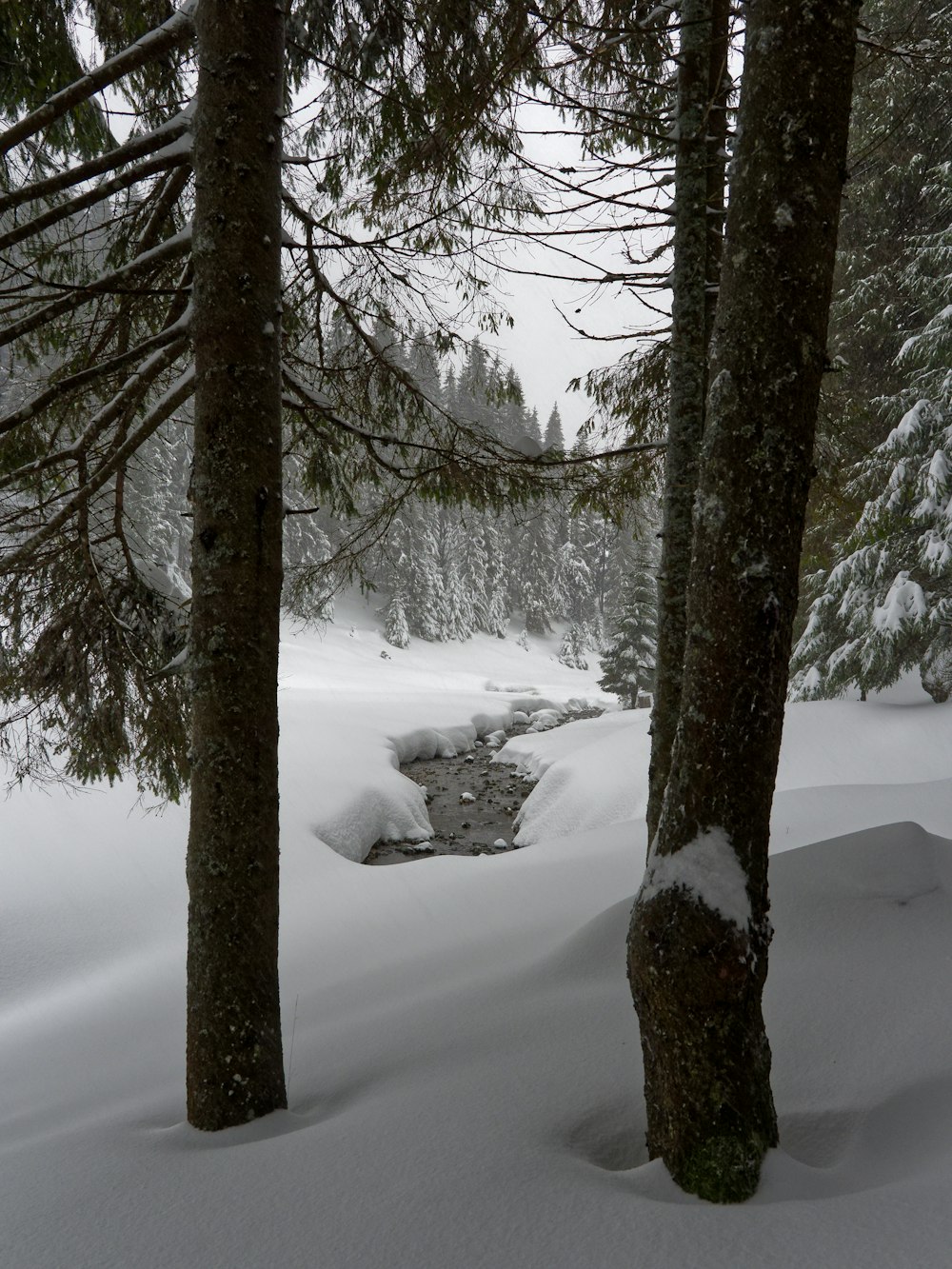 a stream running through a snow covered forest