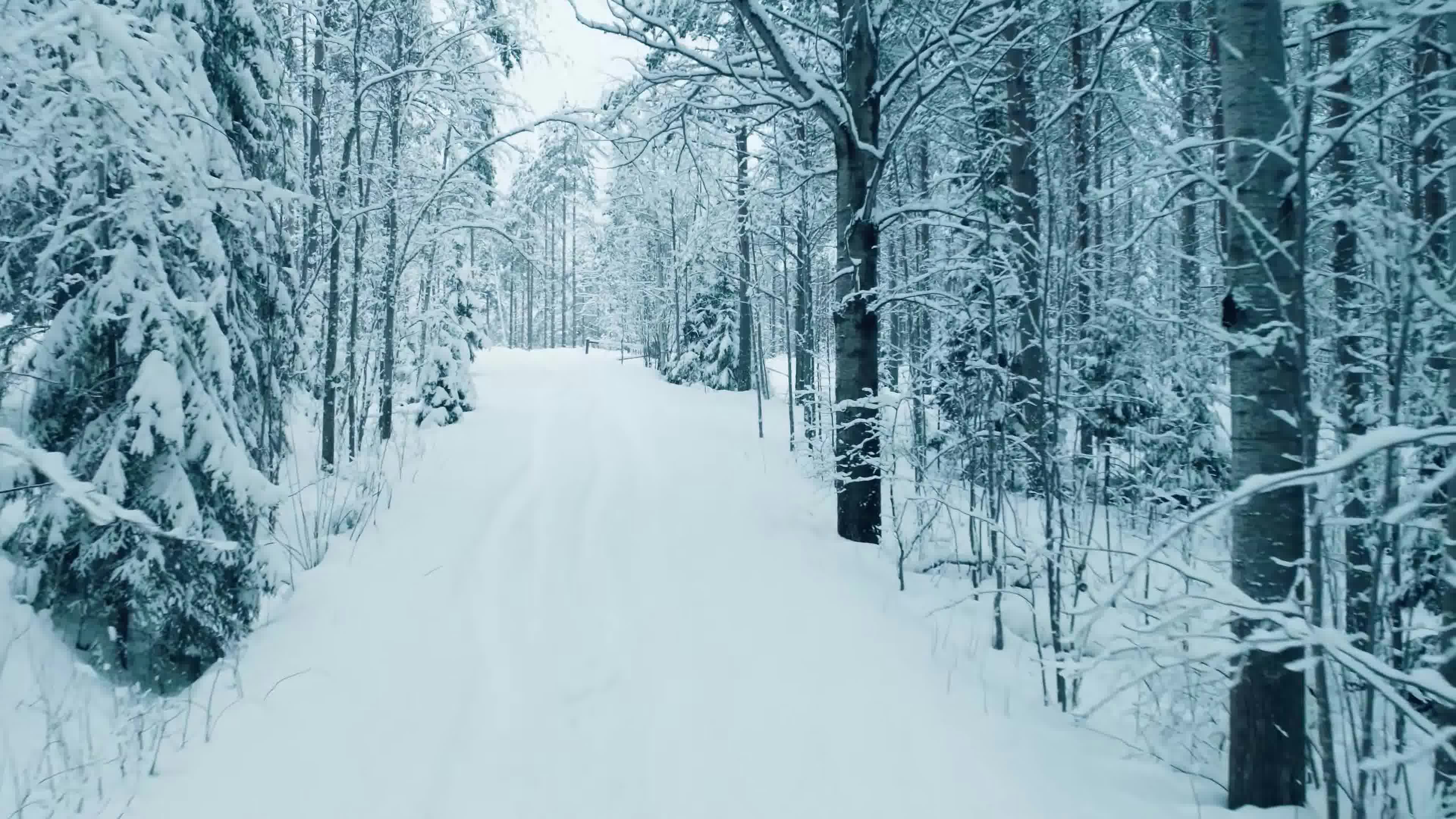 a snow covered path in the middle of a forest