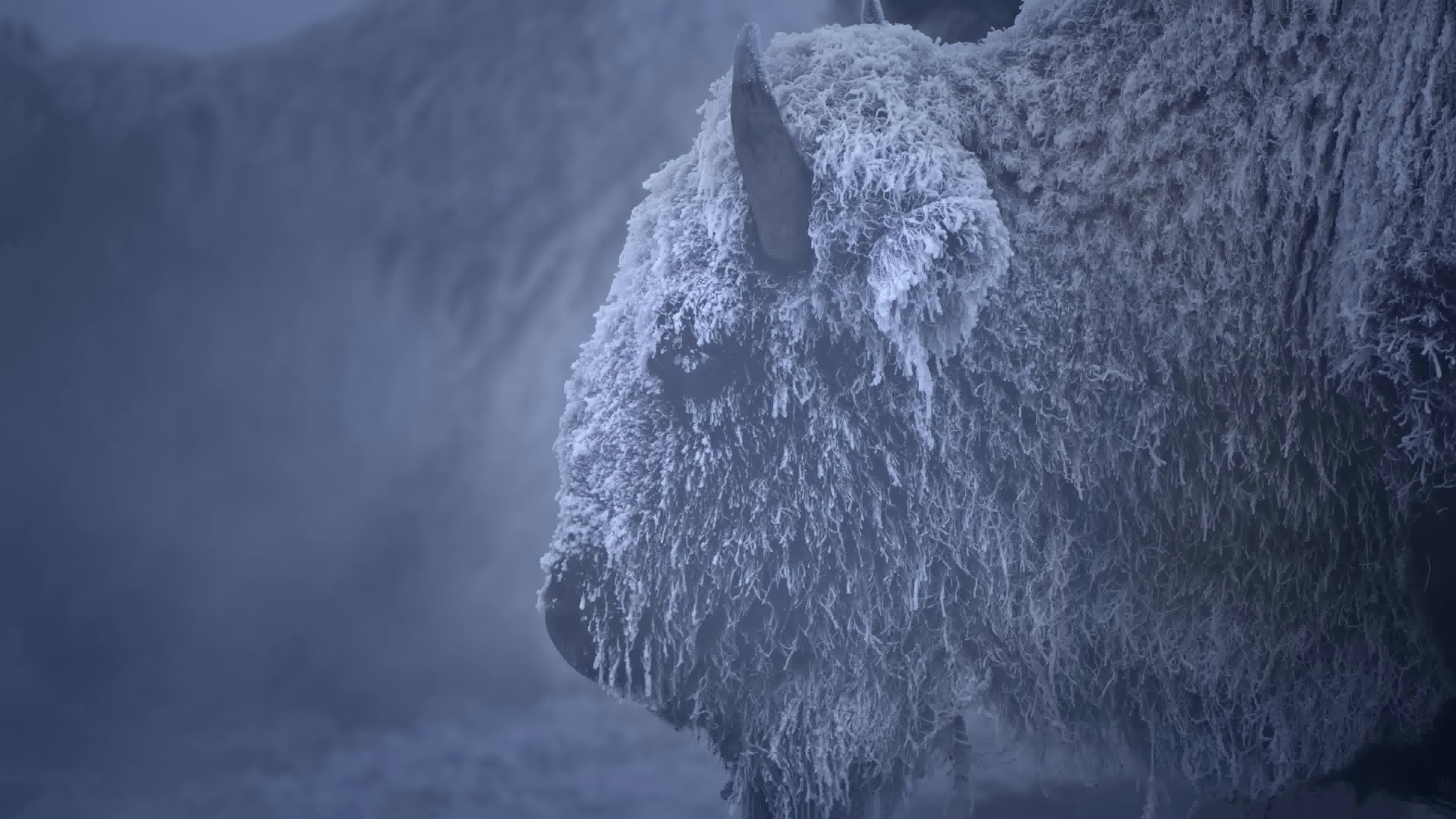 Snowbound Thoughts On The Staggering Leafs, Surging Mammoth And Penguins And The Magic Happening In Buffalo (And We Don't Mean Snow Removal).