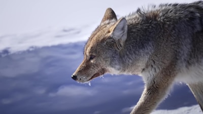 A wolf is captured in a side profile against a snowy landscape. The wolf's fur is densely layered with a combination of brown, gray, and white hues. Its expression appears focused as it moves gracefully through its environment. Snowflakes cling to its muzzle and fur, adding texture to the scene.