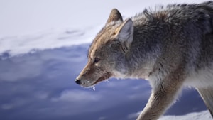A wolf is captured in a side profile against a snowy landscape. The wolf's fur is densely layered with a combination of brown, gray, and white hues. Its expression appears focused as it moves gracefully through its environment. Snowflakes cling to its muzzle and fur, adding texture to the scene.