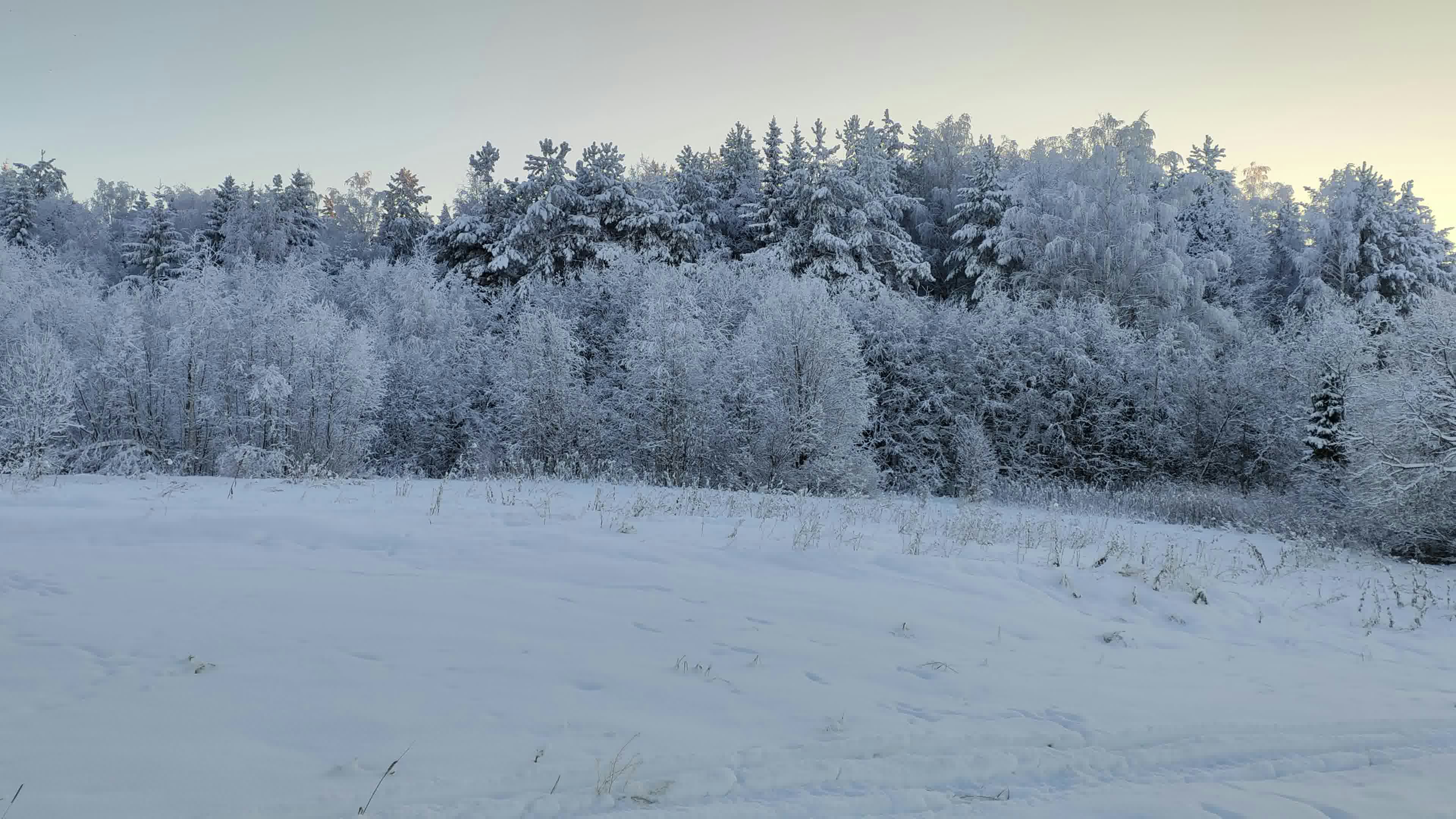 a snow covered field with trees in the background