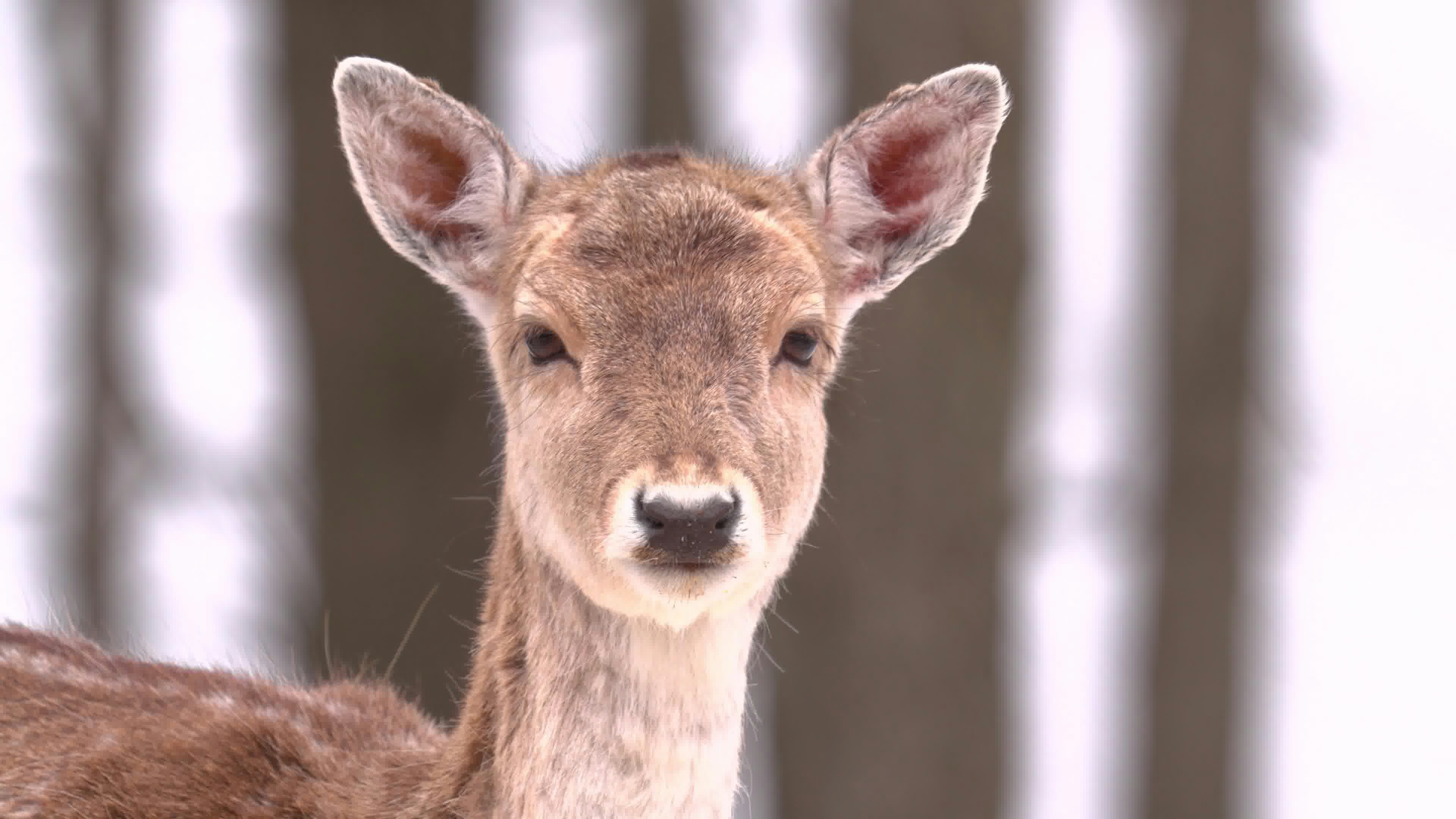 a young deer is standing in the snow
