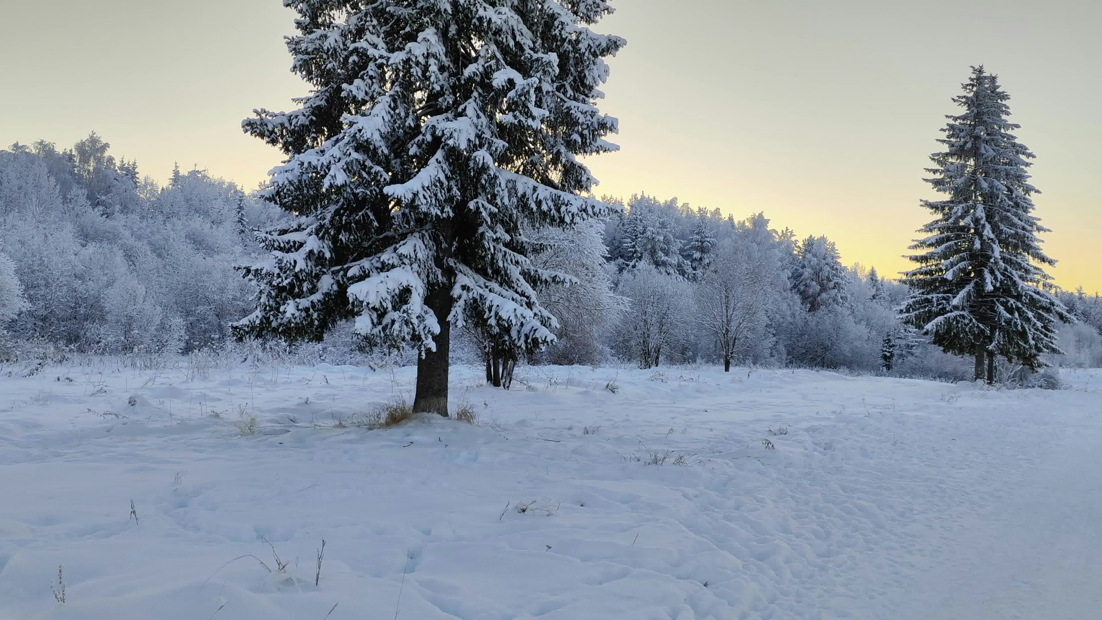a snow covered field with trees in the background