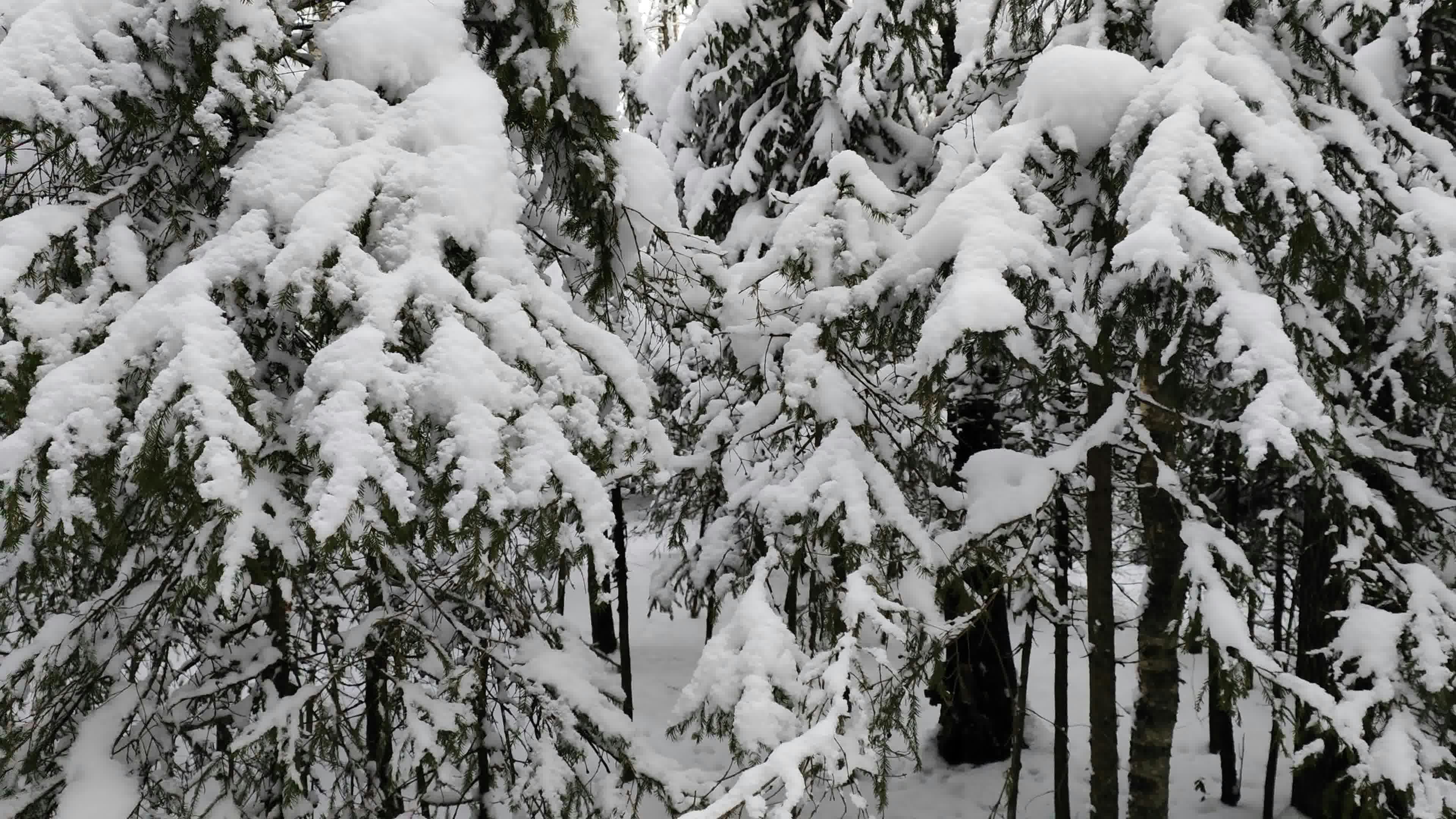 a snow covered forest with lots of trees