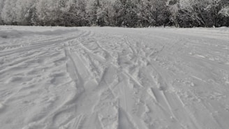 A snow-covered landscape with tracks in the snow stretching towards a dense, frosty forest. The sky is overcast, adding to the wintry atmosphere.