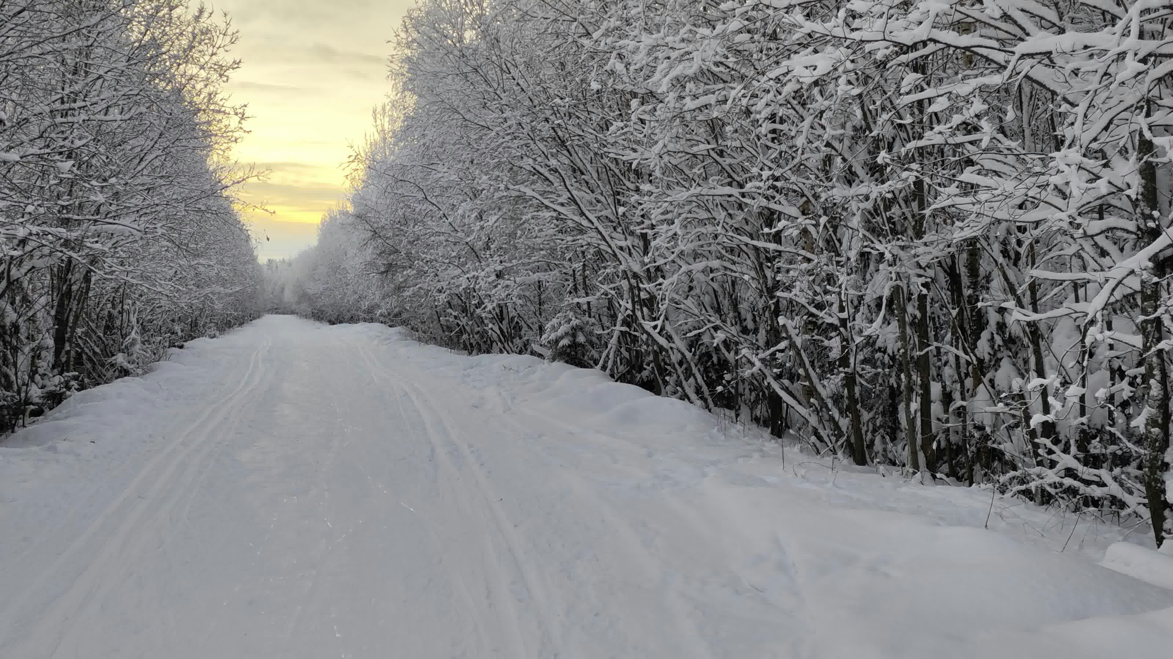 a snow covered road surrounded by trees and bushes