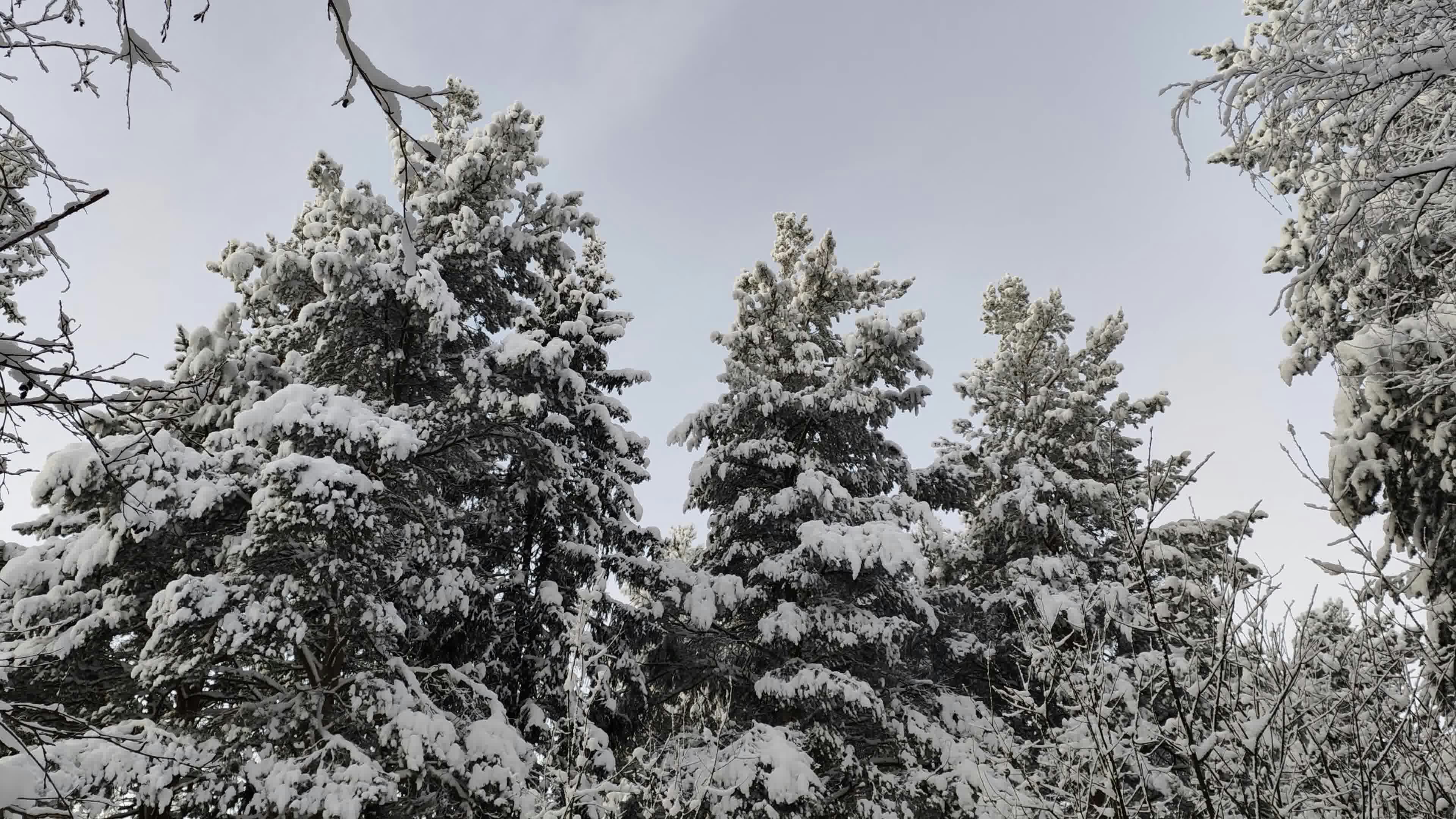 a group of trees that are covered in snow