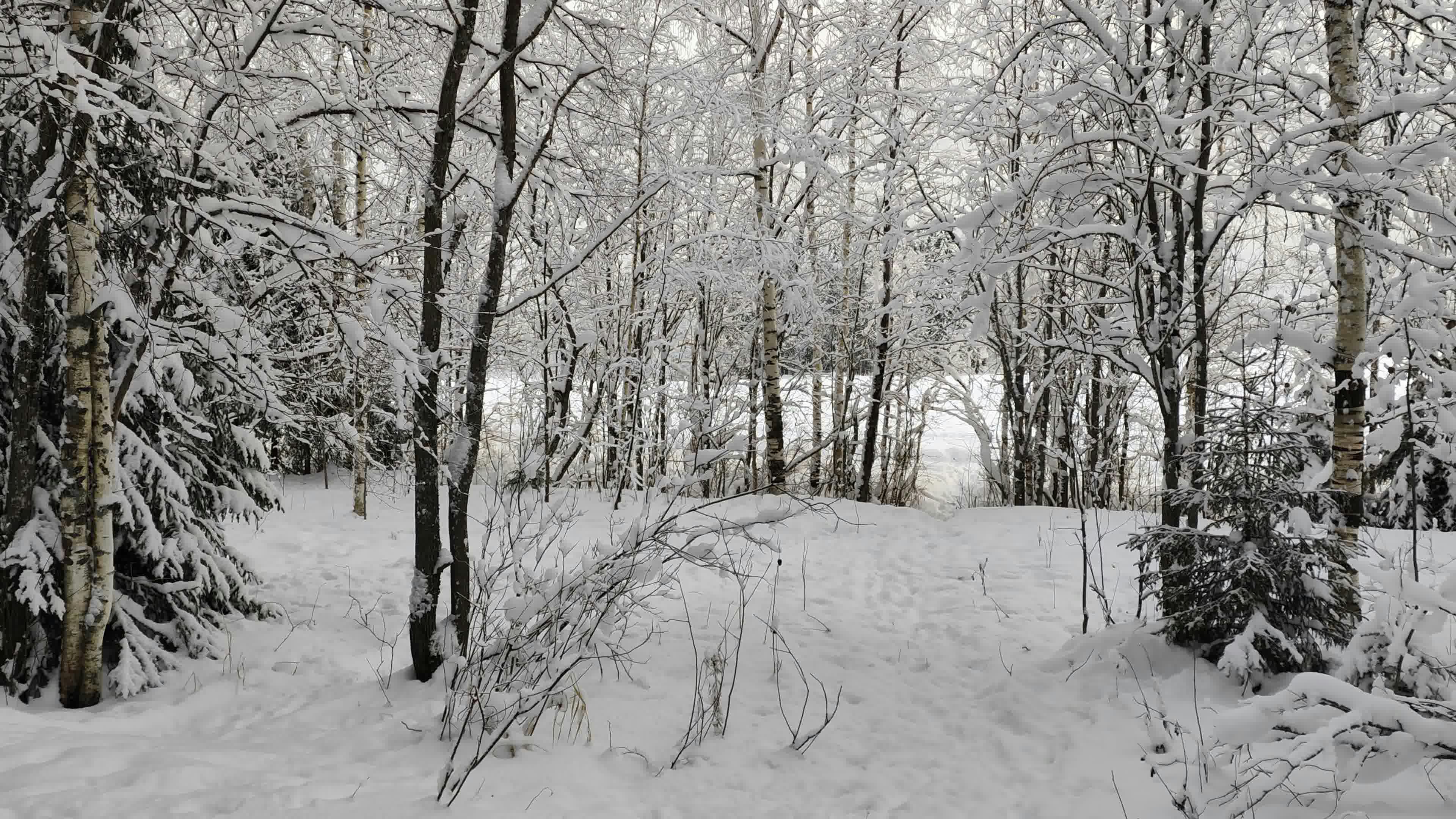 a snow covered forest filled with lots of trees