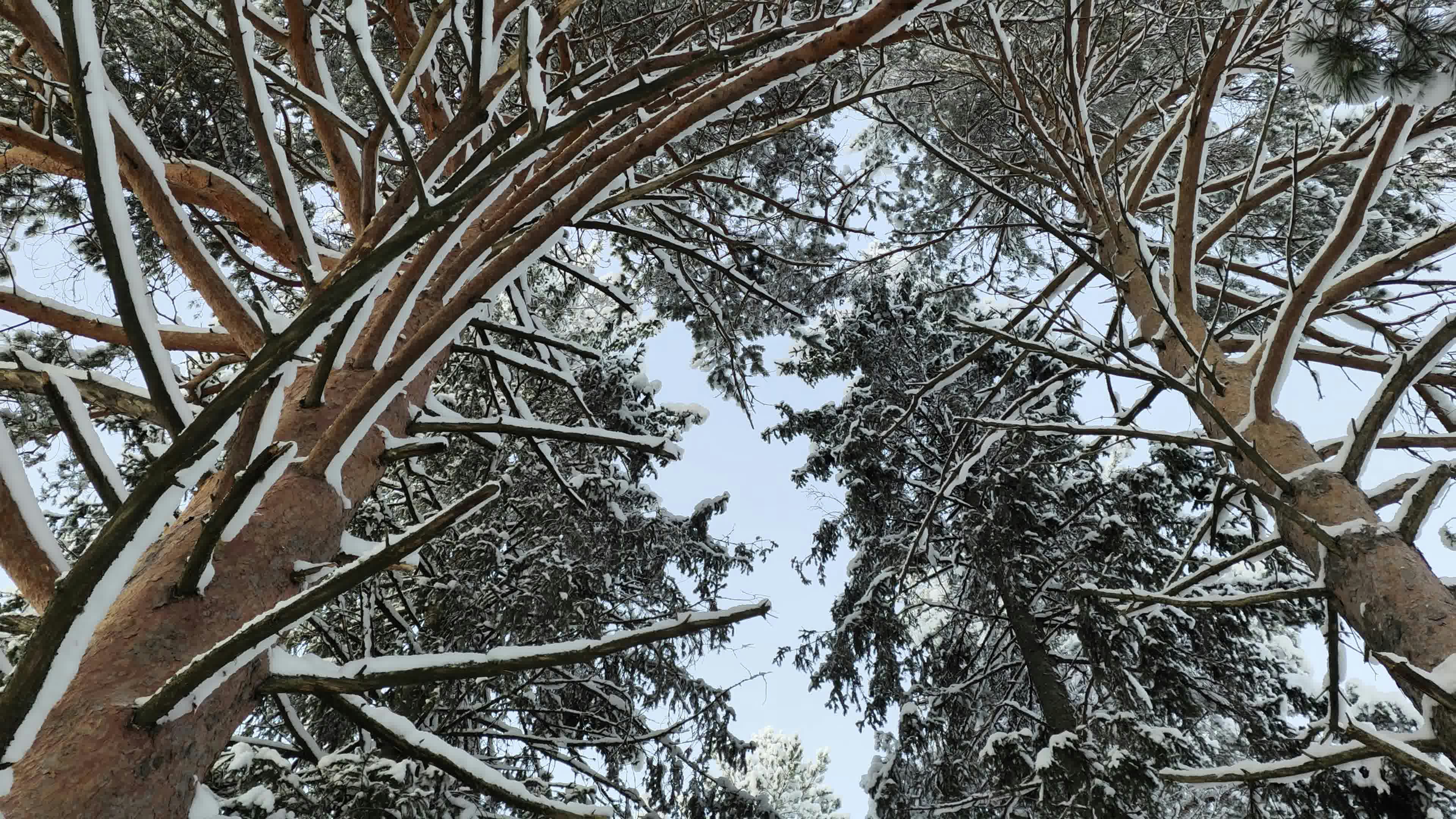 a group of trees that are covered in snow