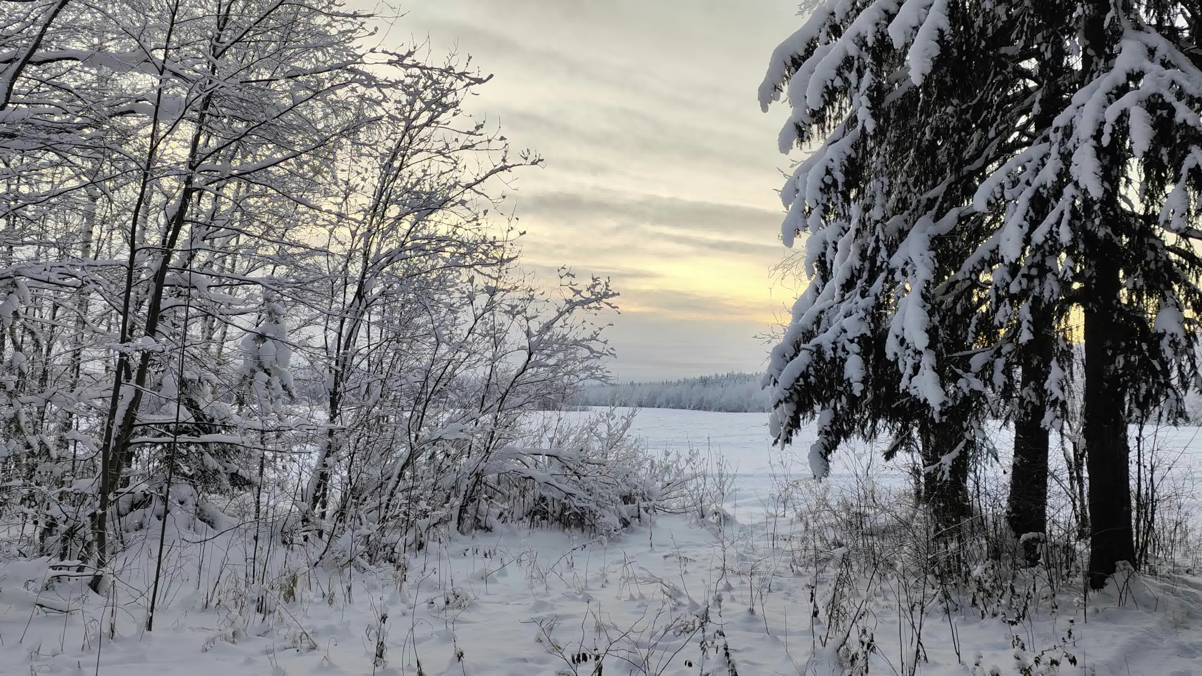a snow covered field with trees and bushes