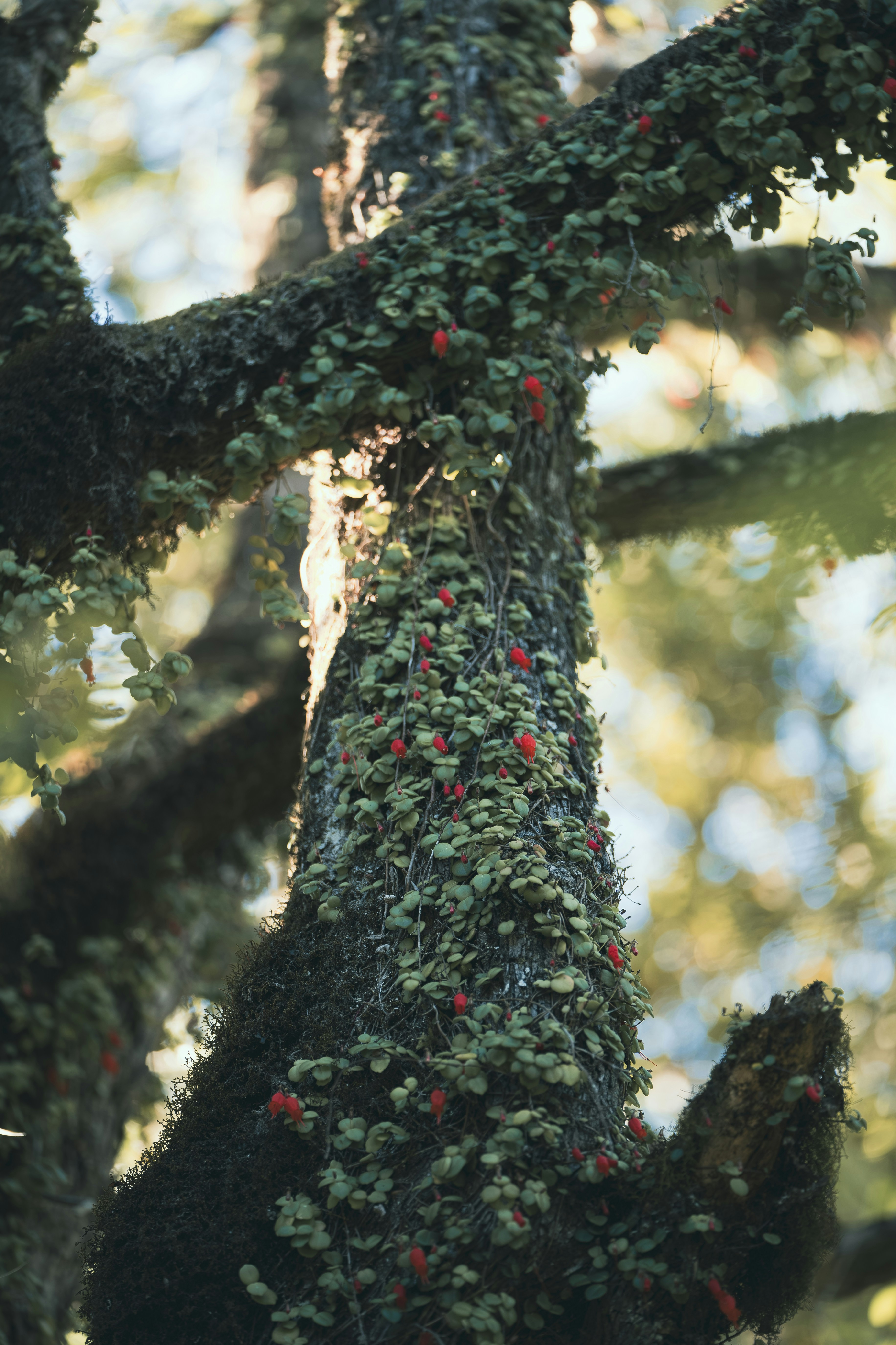 un albero con un mazzo di bacche rosse che crescono su di esso
