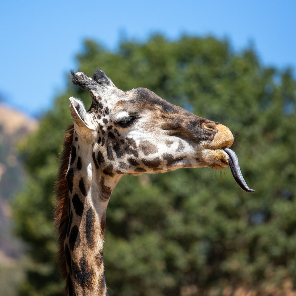 a close up of a giraffe's head with trees in the background