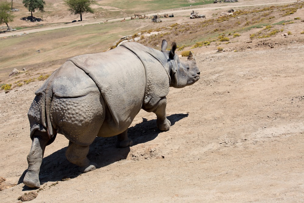 a rhino walking across a dirt field next to a forest