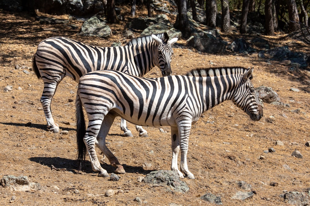 a couple of zebra standing on top of a dirt field