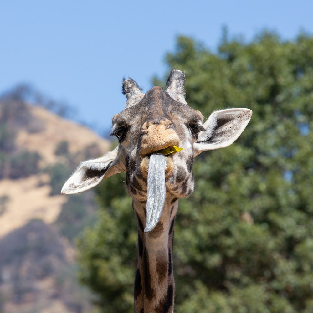 a giraffe with a yellow flower in its mouth