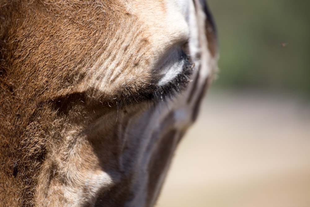 a close up of a giraffe's face with a blurry background