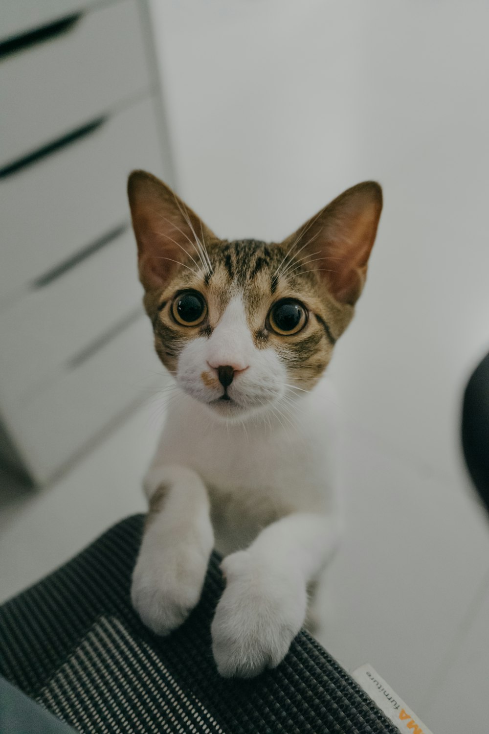 a cat sitting on top of a chair looking at the camera