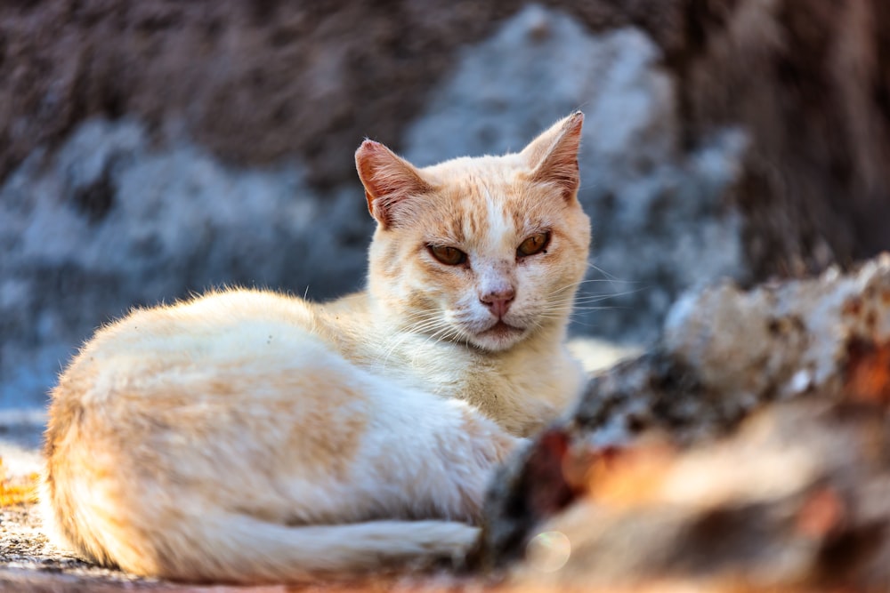 an orange and white cat laying on the ground