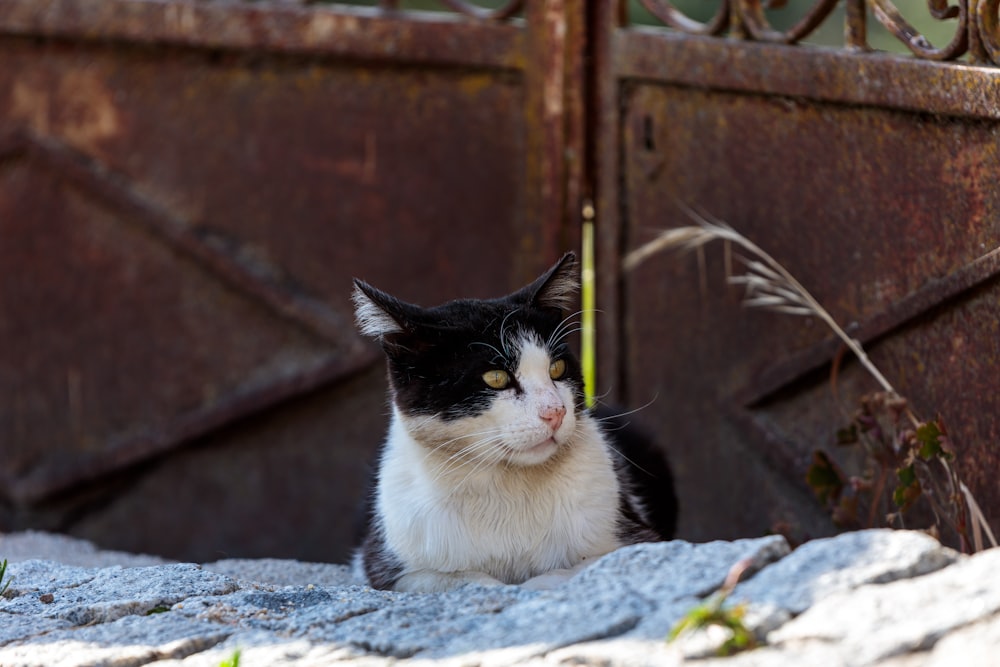 a black and white cat sitting in front of a gate