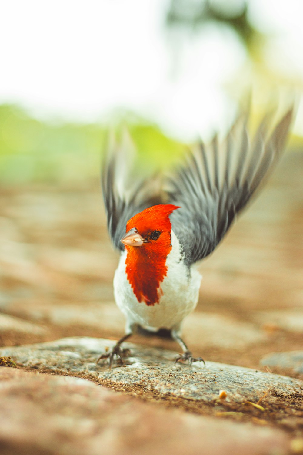 a red and white bird with its wings spread