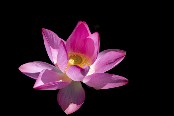 A vibrant close-up of the iconic Black Lotus card glowing with magical energy.