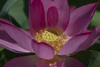 A close-up of a pink lotus flower with delicate petals surrounding a prominent yellow seed pod. The petals have a soft gradient from deep pink to light pink, and the stamen are visible around the seed pod. The background features blurred green leaves, giving the image a natural and serene setting.