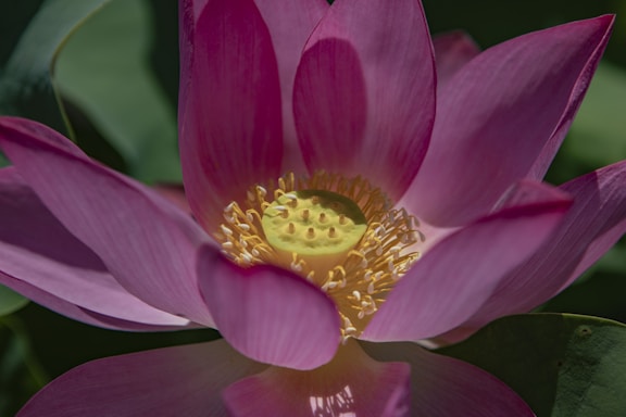 A close-up of a pink lotus flower with delicate petals surrounding a prominent yellow seed pod. The petals have a soft gradient from deep pink to light pink, and the stamen are visible around the seed pod. The background features blurred green leaves, giving the image a natural and serene setting.