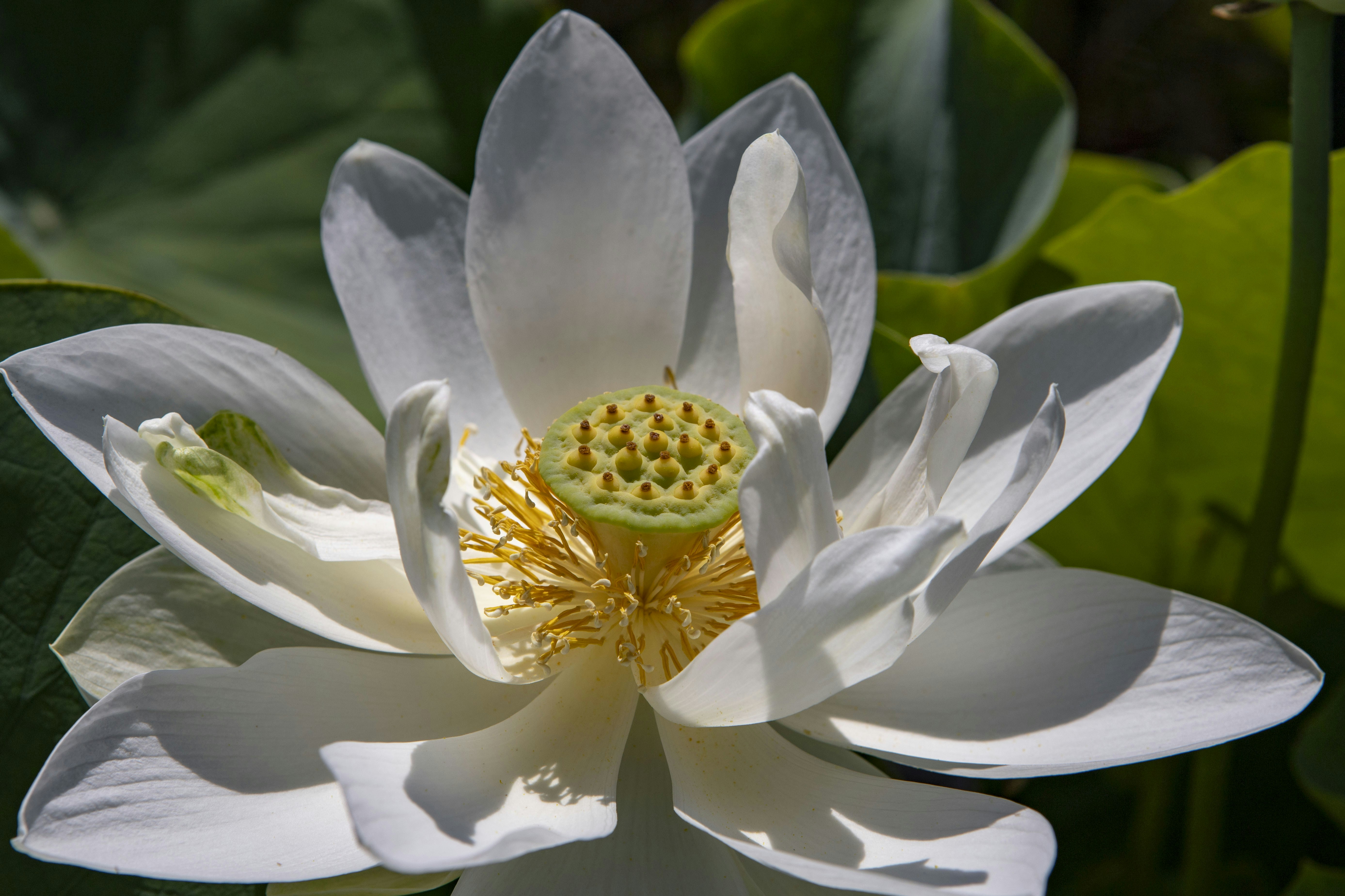 a white flower with a yellow center surrounded by green leaves