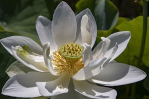 A close-up of a blooming lotus flower with pristine white petals surrounding a prominent green seed pod in the center. The intricate details of the yellow stamens encircle the seed pod, and the flower is illuminated by natural sunlight. The background consists of large green leaves, creating a serene natural setting.