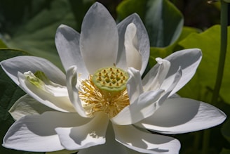 A close-up of a blooming lotus flower with pristine white petals surrounding a prominent green seed pod in the center. The intricate details of the yellow stamens encircle the seed pod, and the flower is illuminated by natural sunlight. The background consists of large green leaves, creating a serene natural setting.