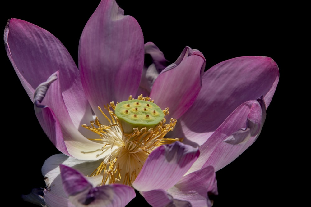 a close up of a purple flower on a black background