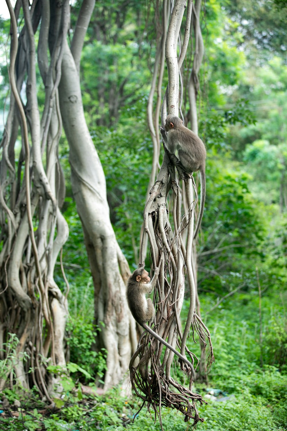 a couple of monkeys hanging from a tree