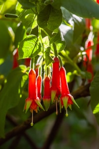 Red Vein Kratom