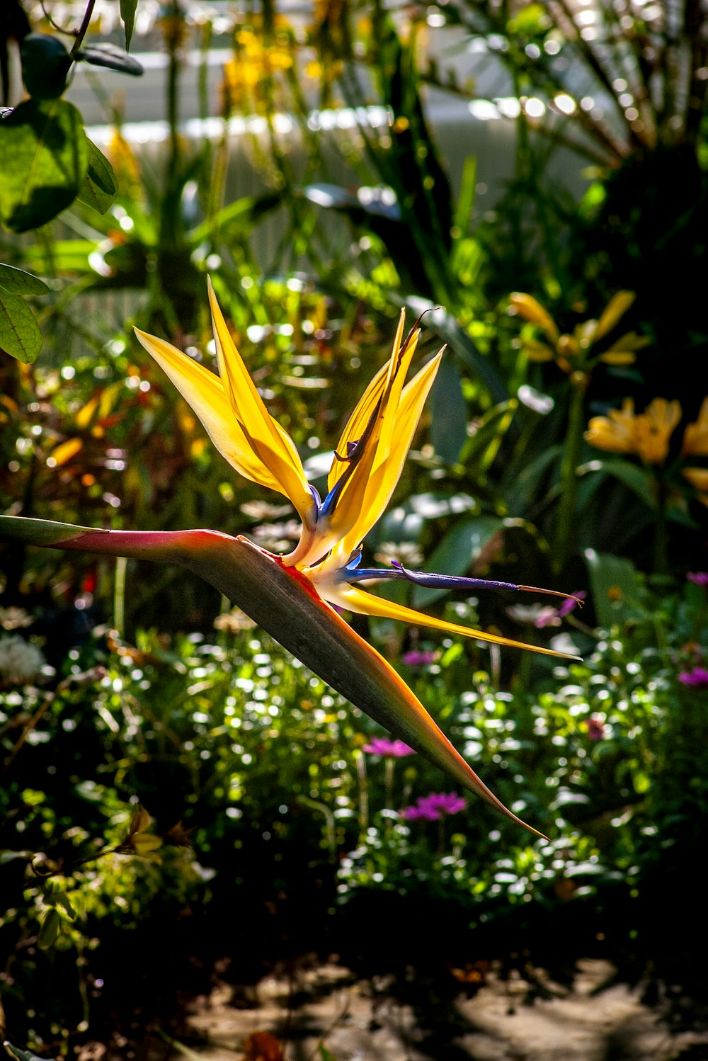 a bird of paradise flower in a garden