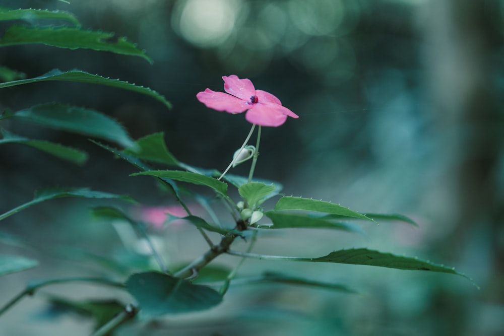 a small pink flower with green leaves in the background