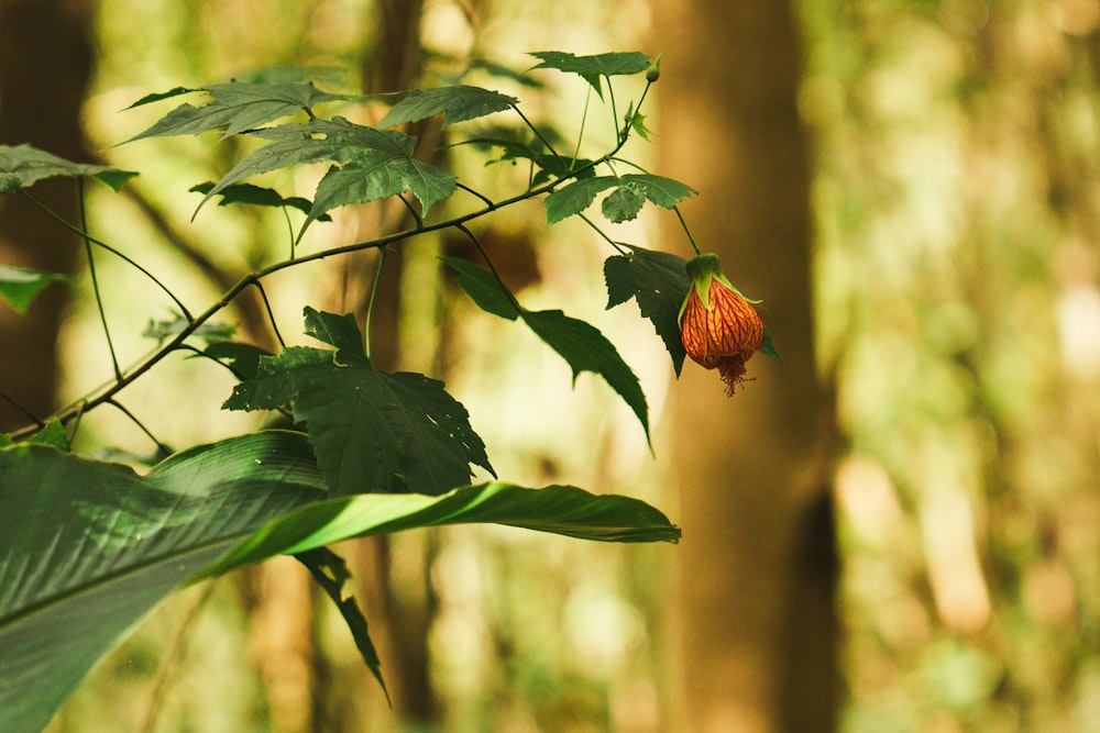 un fiore che è seduto su un ramo d'albero