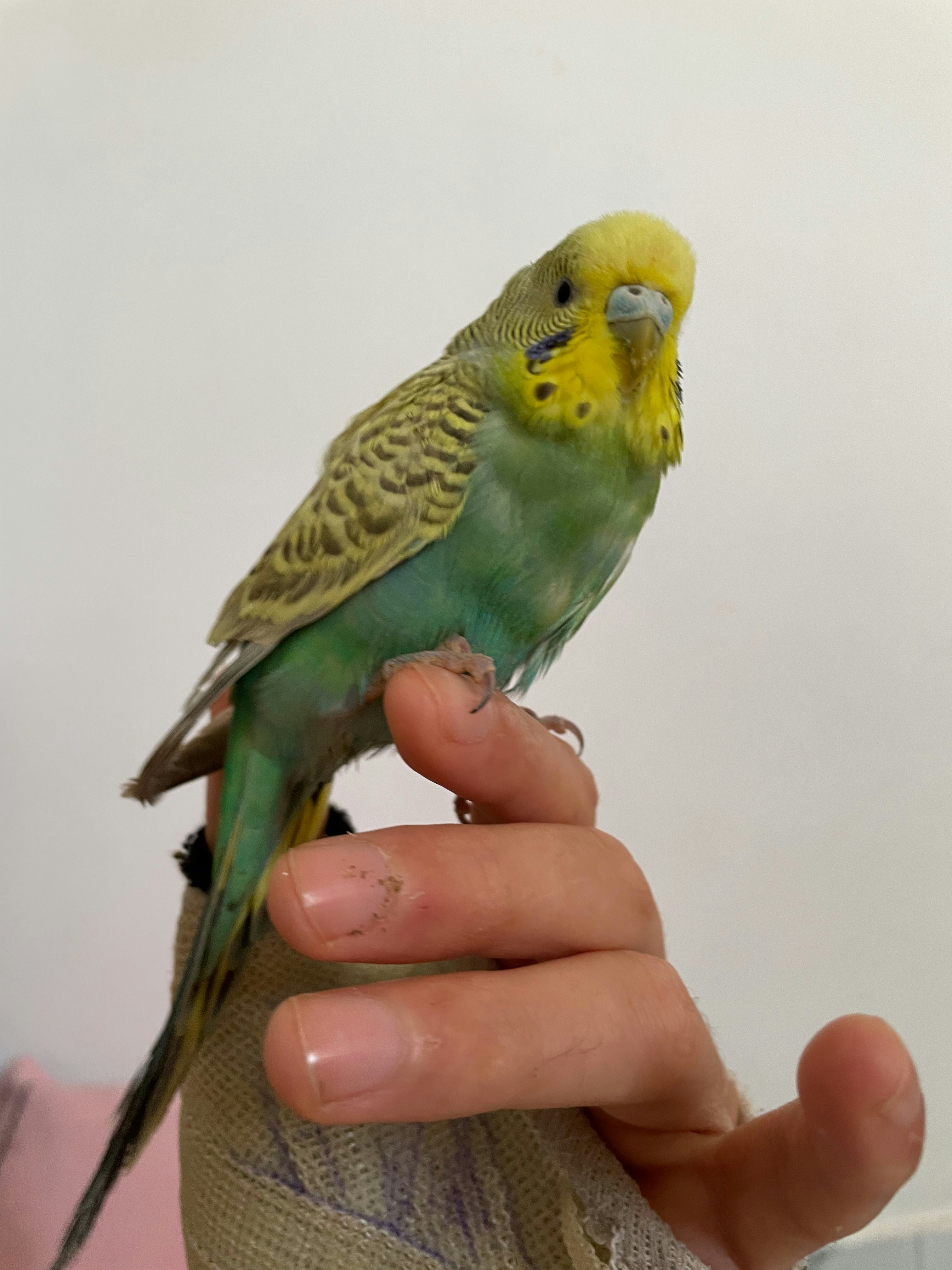 Bird Companionship