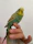 Small parakeet perched on a finger, showing off a sleek, personalized leg ring.
