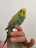 Small parakeet perched on a finger, showing off a sleek, personalized leg ring.