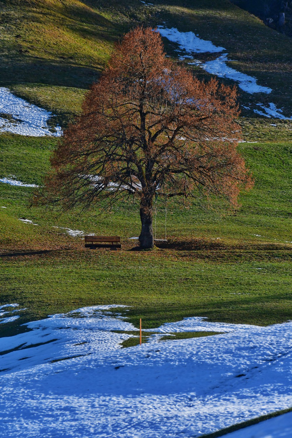 a lone tree in the middle of a snowy field