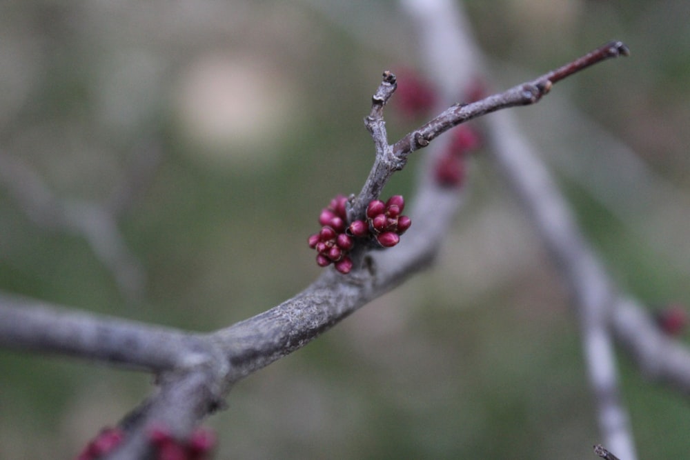 ein Zweig mit kleinen roten Beeren darauf