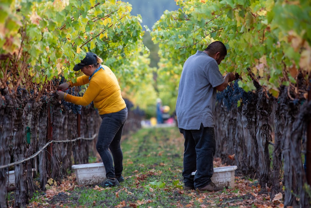 a couple of people that are picking some grapes