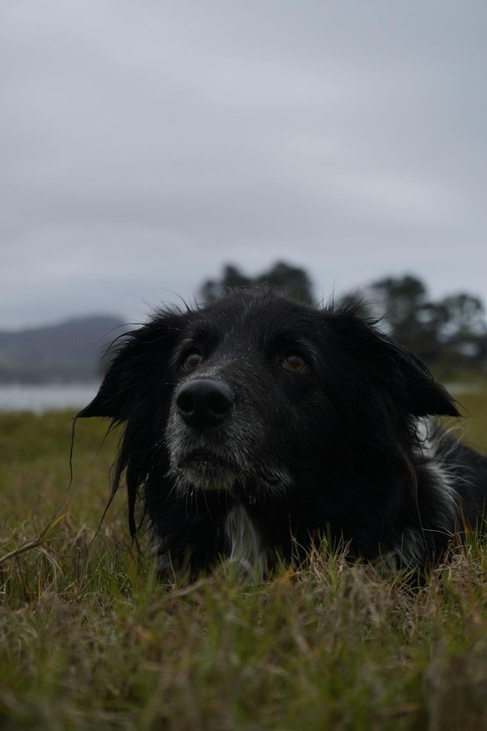 a black and white dog laying in the grass