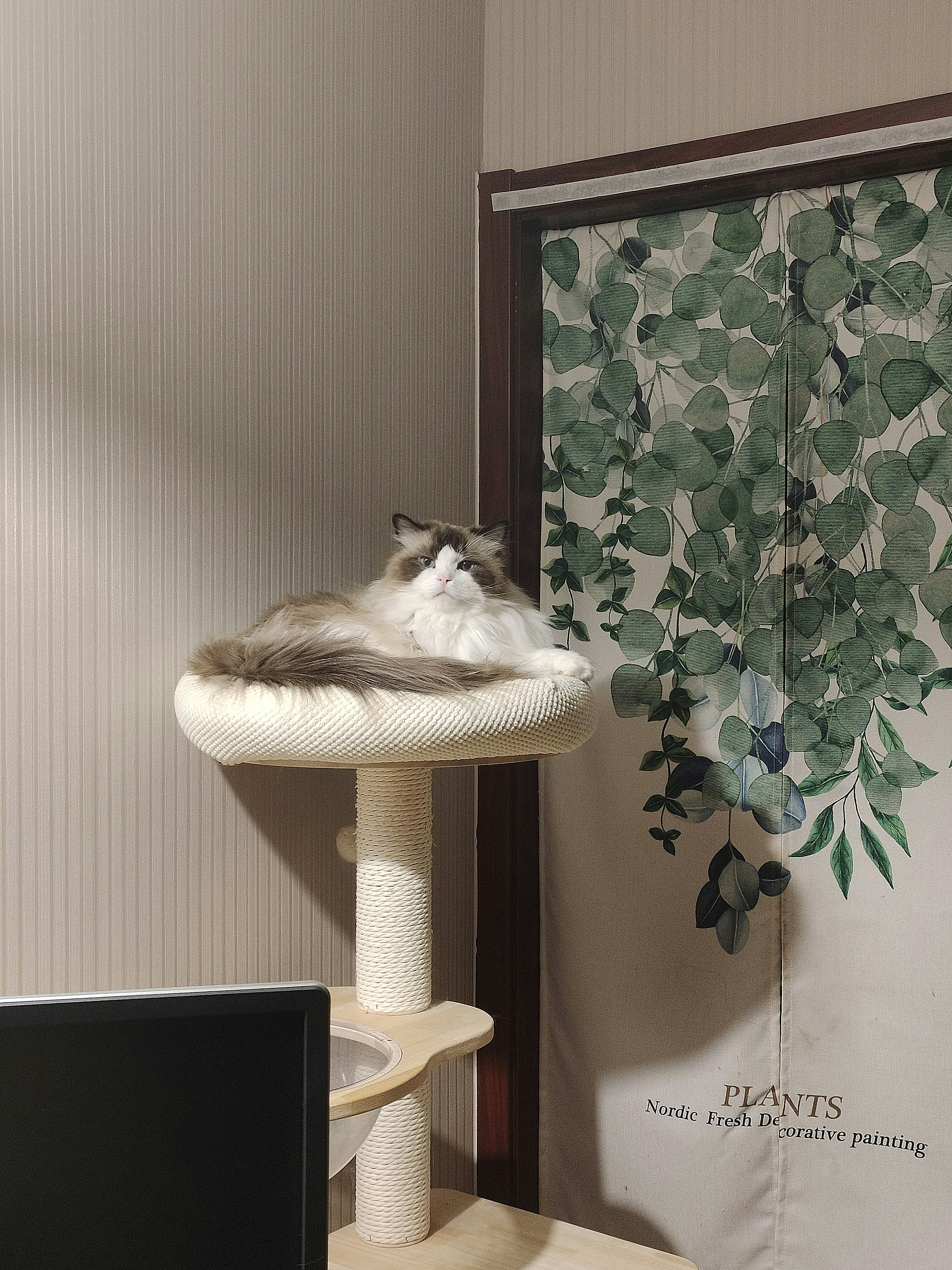 Луксозни котешки катерушки