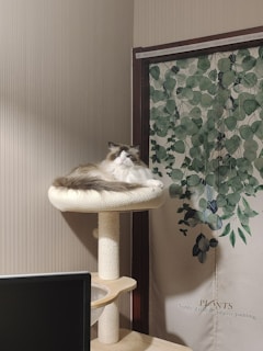A fluffy cat is resting on the top platform of a beige cat tree, positioned against a wall with a decorative curtain featuring green leaves. The area is softly lit, giving a cozy and serene atmosphere.