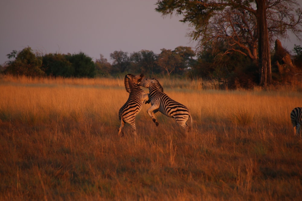 a couple of zebra standing on top of a grass covered field