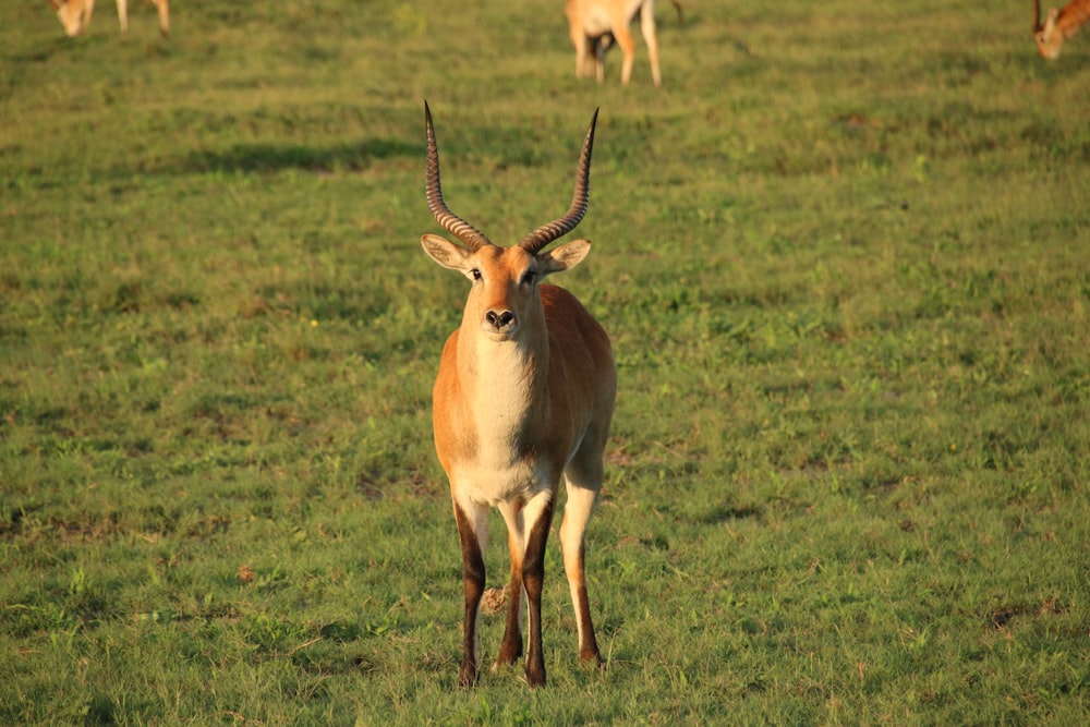 a herd of deer standing on top of a lush green field