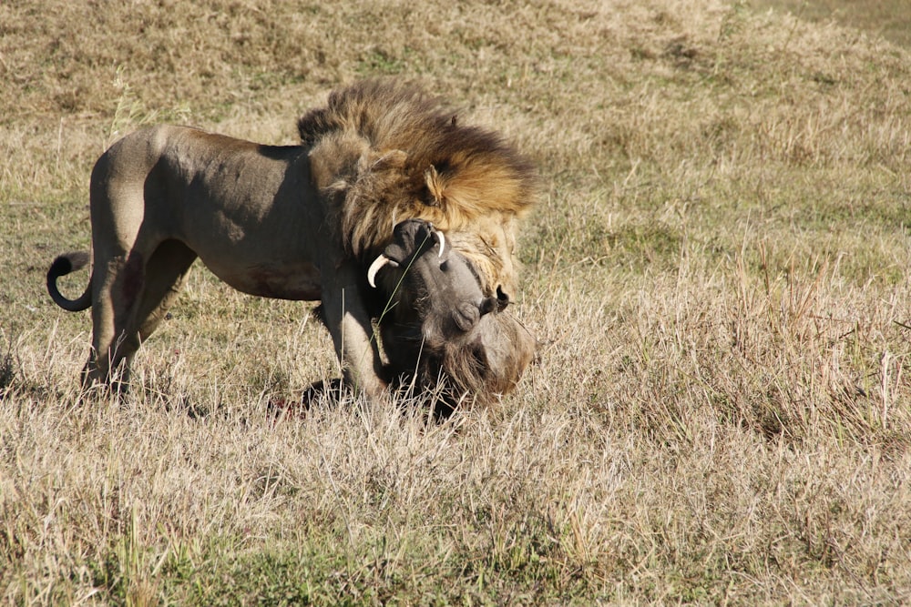 a lion and a lioness in a grassy field