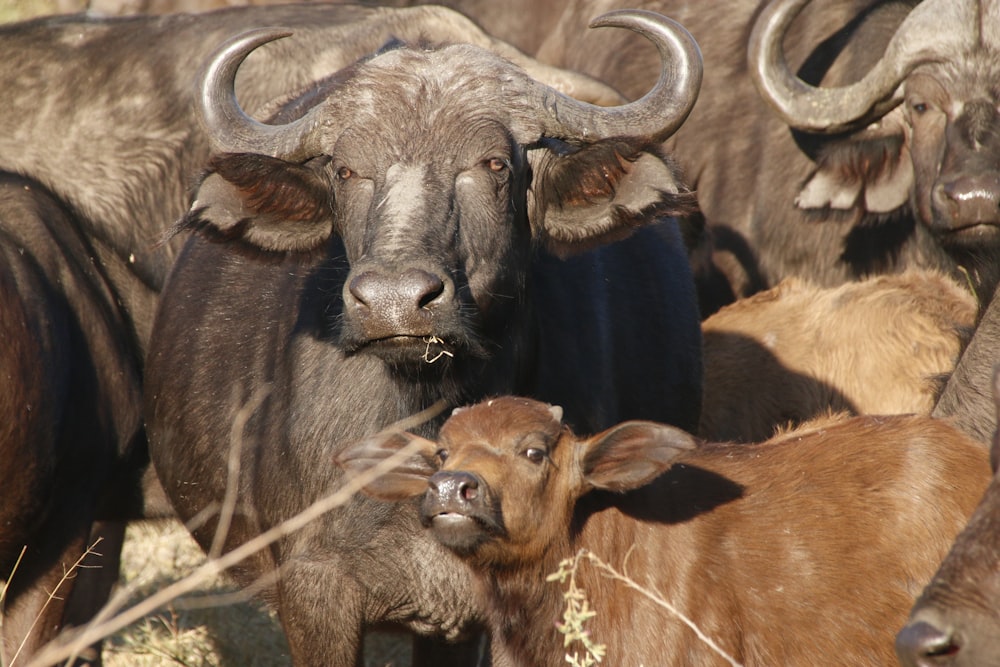 a herd of animals standing on top of a dry grass field